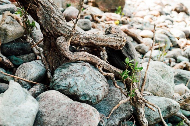 A weathered tree root gripping rocky ground with new green growth emerging, resilience taking hold in hard conditions